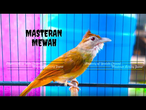 Download MP3 Masteran Kapas Tembak Gacor Mewah Nembak Panjang Cocok Dijadikan Masteran