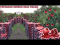 Download Lagu PERTANIAN DELIMA POMEGRANATE MODERN CALIFORNIA USA AGRICULTURE