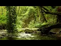 8 HOURS OF RELAXING NATURE SOUNDS AND GENTLE BIRDSONG