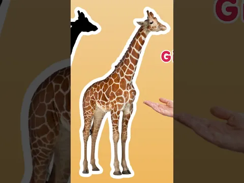 Can You Guess The Animal? Ms Appleberry Safari Animals! ❓🦒#shorts #cocomelon
