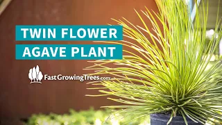 YouTube Video Banner of Twin Flower Agave Plant AZ