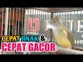 Download Lagu cara menjinakan burung cucak jenggot dengan cepat