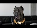 3 Rescues REFUSED Her Then at 247AM This 200lb Cane Corso Did the Unthinkable