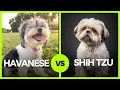 Havanese vs Shih Tzu The 5 Key Differences