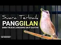 NO 1 TERAPI !! TRUCUKAN GACOR, CEPAT MEMANCING JADIKAN BURUNG TRUCUKAN GACOR EMOSI