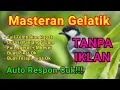 Download Lagu Burung gelatik batu gacor durasi 5 jam tanpa iklan