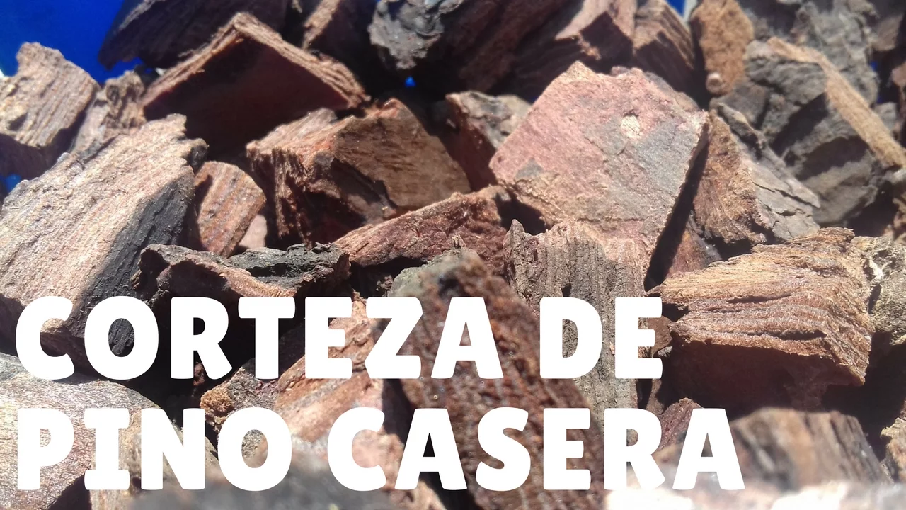 CÓMO HACER CORTEZA DE PINO CASERA PARA ORQUÍDEAS? ORQUIPLANET