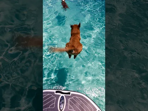 10 years of being a beach dog! Old man's still got it #fyp #dogs #dogshorts #travel #boatlife