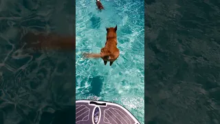 10 years of being a beach dog! Old man’s still got it #fyp #dogs #dogshorts #travel  #boatlife