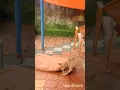 Download Lagu Balamani... 😂🤣  #shorts #viral #trending