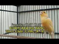 Download Lagu kenari gacor panjang Cuit Cuit EMOSI, Pancingan Kenari Paud Belajar Bunyi, terapi AMPUH Kenari MACET