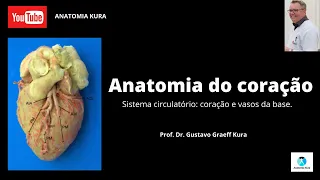 Sistema circulatório: coração e vasos da base