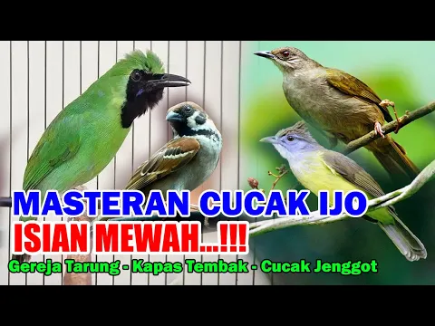 Download MP3 Masteran Cucak Ijo Full Tembakan Kapas Tembak, Gereja Tarung dan Cucak Jenggot