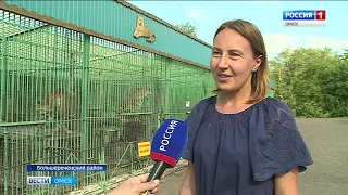 Сегодня во всем мире отмечают день тигра