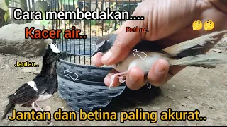 Download Cara Membedakan Kacer air jantan dan betina paling akurat..!!🐦🐦🤔🤔2023 MP3