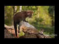 Fisher Cat Sound