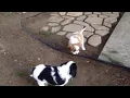 Adopt a Cavalier King Charles Spaniel Loving Dog Looking for a Forever Home
