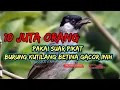 Download Lagu 1 jam  SUARA PIKAT BURUNG KUTILANG betina GACOR DURASI PANJANG
