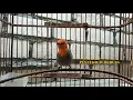 Download Lagu Masteran PLECI \u0026 GELATIK BATU Pakai Suara Burung Kemade Ini DiJamin Cepat GACOR NGEPLONG ROL NEMBAK