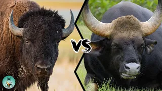 Download AMERICAN BISON VS INDIAN GAUR - Which is stronger MP3