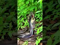 Download Lagu #king #cobra #war #trending