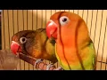 Download Lagu pancingan lovebird fighter, durasi real 1 menit tanpa jeda