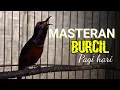 Download Lagu MASTERAN BURCIL KOLIBRI NINJA GACOR PAGI HARI