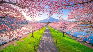 Beautiful Relaxing Music for Stress Relief - Calming Music - Meditation, Relaxation, Sleep, Spa