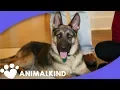 Amazing Rescue Team Save German Shepherds Animalkind