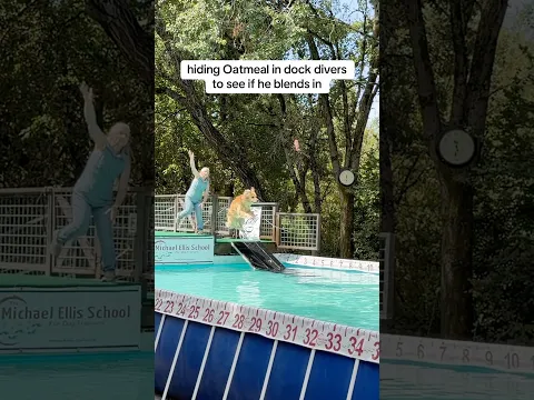 can you guess which one is him… #dockdiving