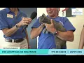 Pets on Parade