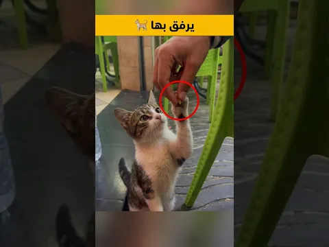 حتى القطط في الشوارع تبحث عمّن يرحمها! 💔🐈
