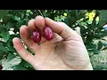 What are Goumi Berries?