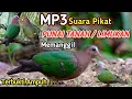 Download Lagu MP3 .suara pikat PUNAI TANAH / LIMUKAN memanggil ampuh !...
