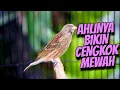 Download Lagu JAGONNYA BIKIN MEWAH - MASTERAN BLACKTHROAT GACOR SUARA JERNIH BIKIN TETANGGA MELIRIK