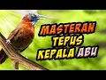 Download Lagu masteran tepus kepala abu nembak kasar,  joss untuk burung lomba / video daun hijau tertiup angin