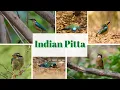 Lagu Indian Pitta (Pitta brachyura)