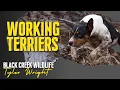 How a Decker Rat Terrier Helped a Wildlife Company Find Rats in a very nice home