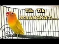 Download Lagu LOVEBIRD NGETIK SAMBUNG NGEKEK PANJANG TERBUKTI AMPUH