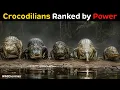 All 26 Species of Crocodilians Ranked by How Powerful They Are