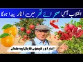 I Grew Fruit In The Desert | Discover Pakistan’s Fruit Farming | Pomegranate \u0026 Orange