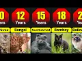 Lifespan Of Different Cat Breeds How Many Years Do Different Cat Breeds Live