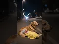 Download Lagu Dog Stays Beside Abandoned Baby All Night