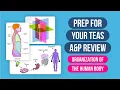 ATI TEAS 7 Science Review A P Organization of the Human Body with TEAS 7 Practice Questions