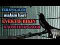 Download Lagu TERAPI KACER MALAM HARI EVEKTIF BIKIN KACER TETAP GACOR‼️‼️