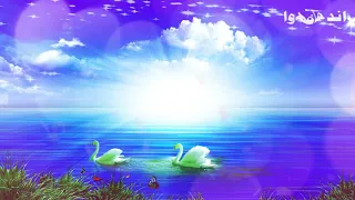 حسين بشير الجنينه 