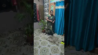 فيديو قصير مضحك  فيديو قصير مضحك