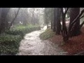 Crazy Rain in Berkeley Flooded Strawberry Creek Pineapple Express