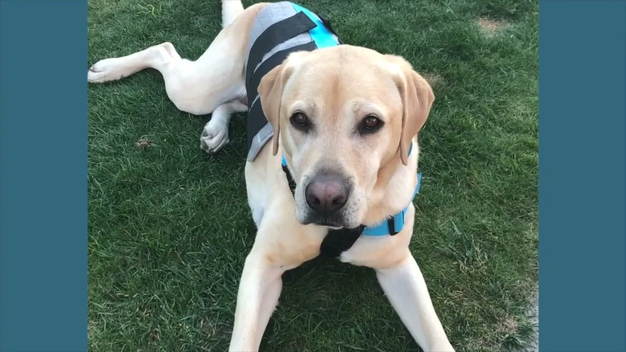 Owner testimonial of the progress of a dog using a back brace to accelerate their therapy while healing from IVDD