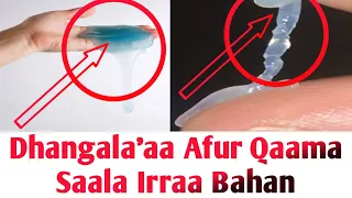 Dhangala Aa Qaama Saala Irraa Bahan Fi Akkaataa Qulqullinaa 